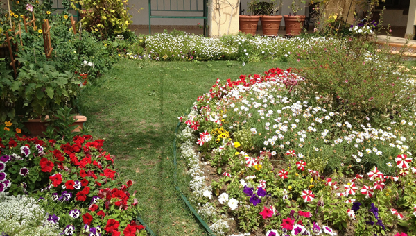 HomeBuzz - Secrets to Starting The Perfect Home Garden